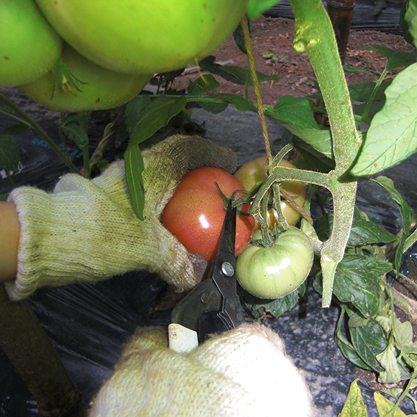 トマトの収穫の様子